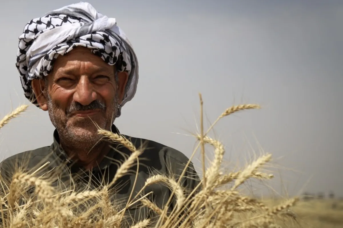 ساز و کار خرید تضمینی گندم از کشاورزان مشخص شد