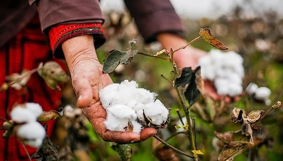 معرفی دو رقم جدید پنبه مقاوم به کم‌آبی