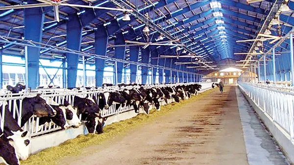 آزادسازی قیمت سبوس به ضرر دامداران است