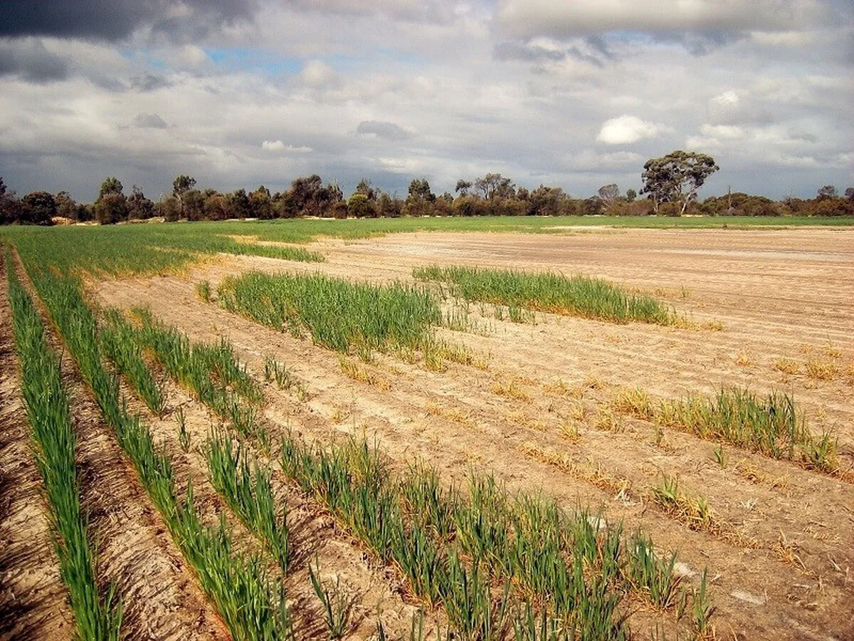 احیای زمین‌های بایر با سرمایه‌گذاری هدفمند/ رگ حیات تولید در کویر ایران