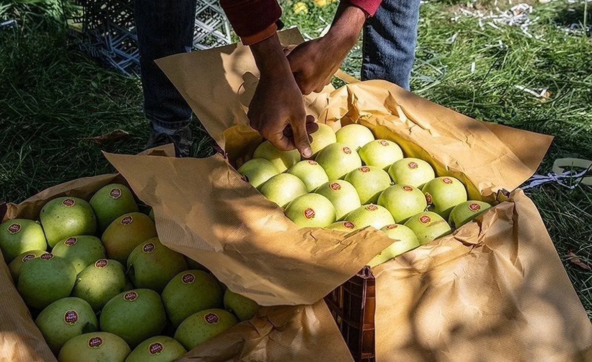 کاهش ۸ درصدی تولید سیب به دلیل خشکسالی/ شب عید کمبود سیب نداریم