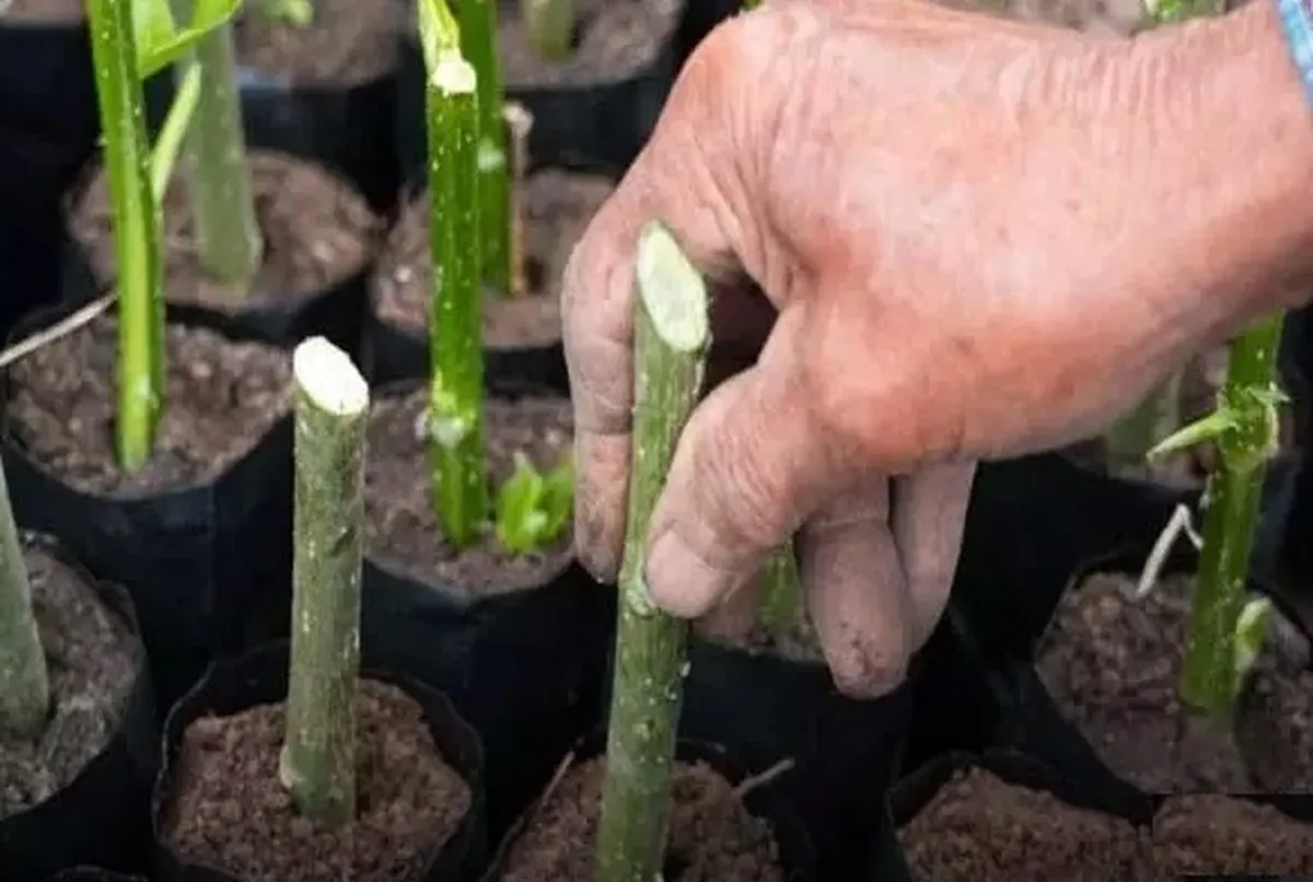 مستند شدن آمار و ارقام کاشت یک میلیارد درخت