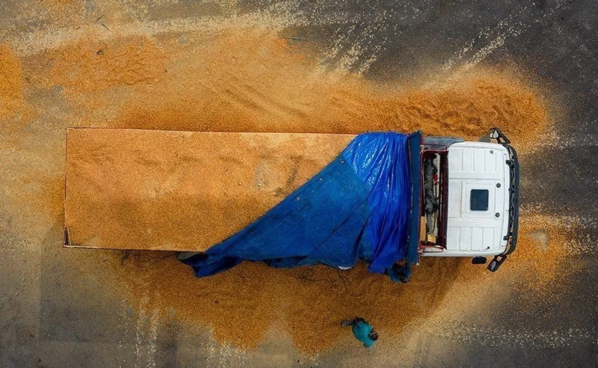 آغاز ثبت سفارش دوباره واردات ذرت دامی از فردا