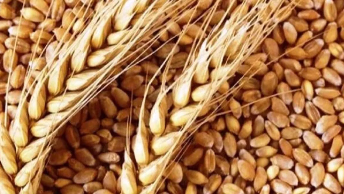 اهداف برنامه بیمه اجباری گندم و دانه‌های روغنی محقق شد