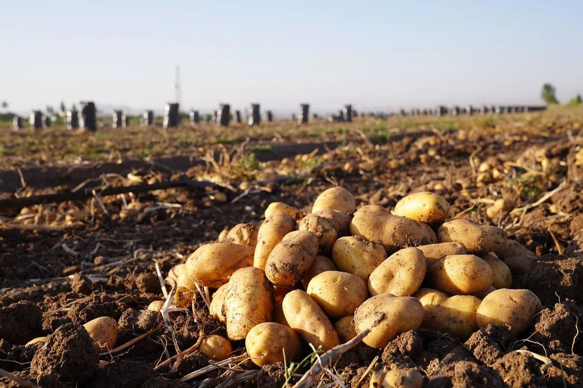 بی‌توجهی به مازاد تولید، واردات سیب‌زمینی را رقم زد