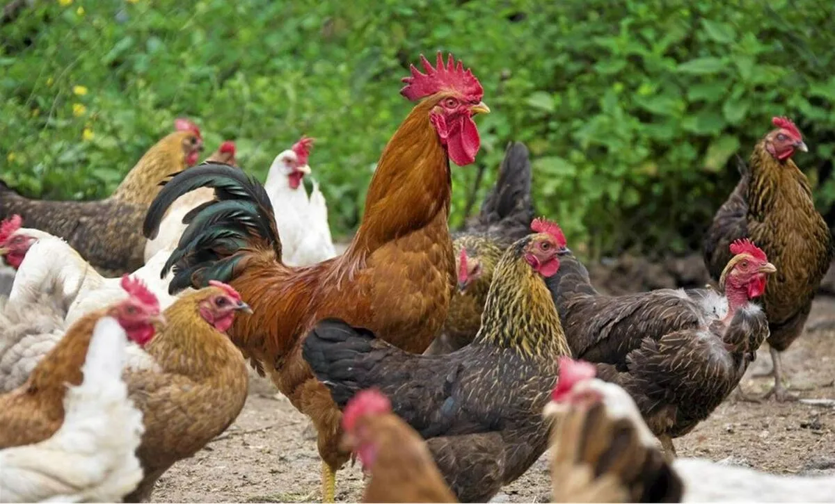 ممانعت از ورود مرغ مازندران به پایتخت؛ شلختگی در واردات و صادرات کالای اساسی