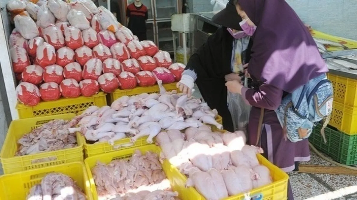 کمبود مرغ نداریم!