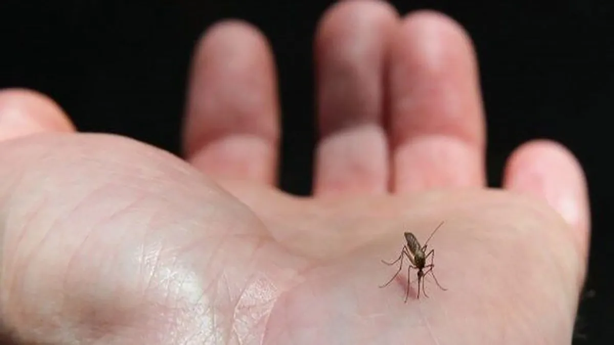 پایش هدفمند پشه آئدس در فرودگاه امام خمینی (ره) آغاز شده است