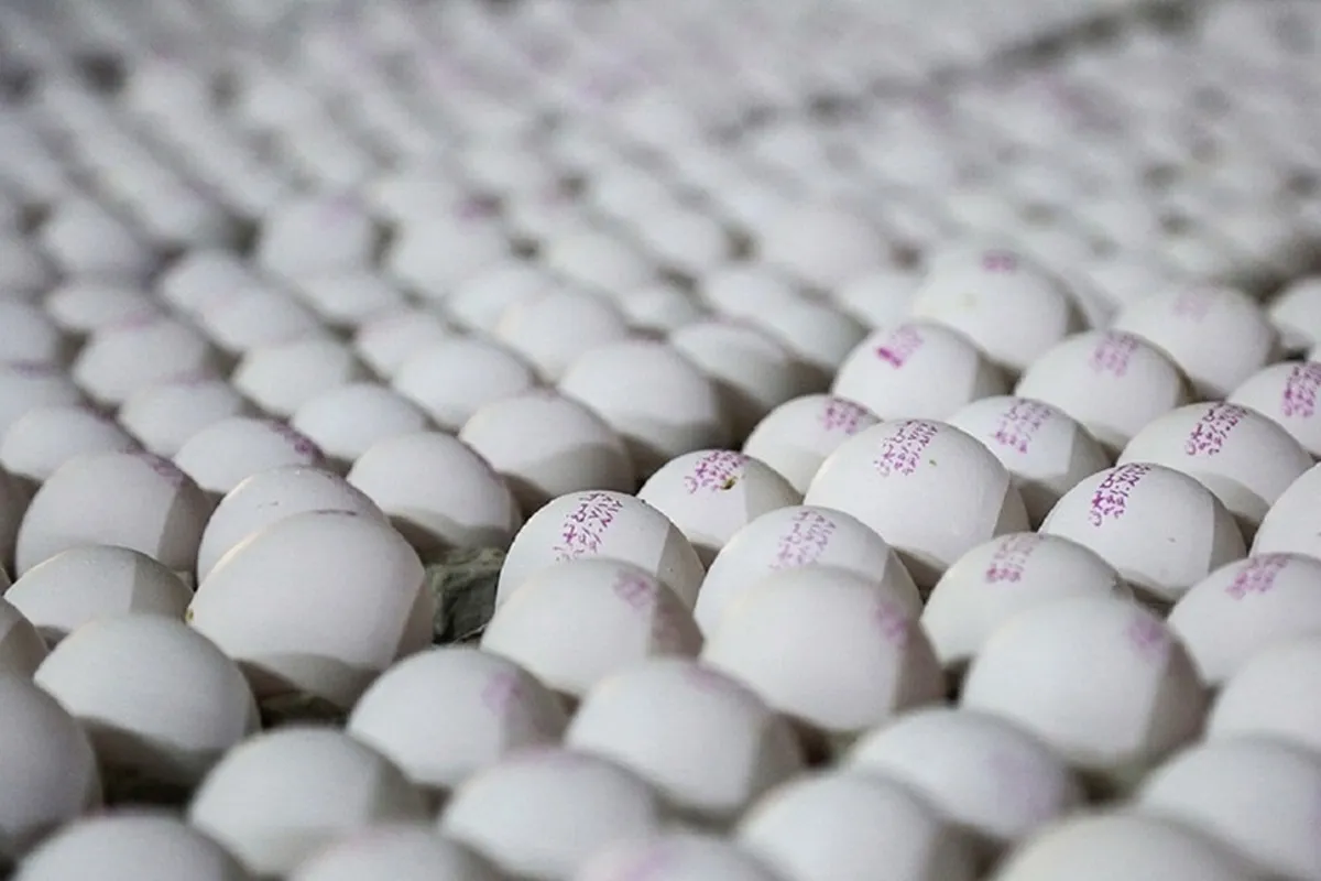 تولید ماهانه تخم مرغ ۲۰ هزارتن مازاد بر نیاز کشور است