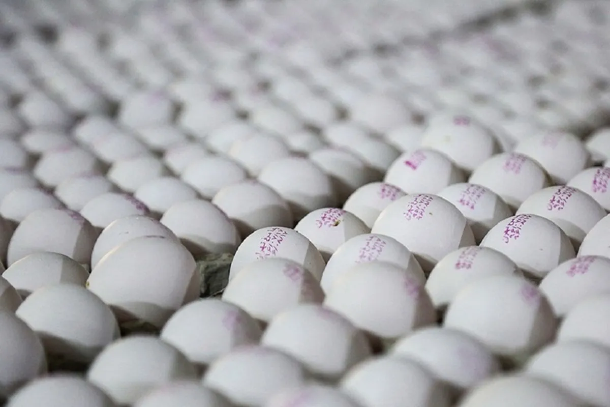 قیمت منطقی هر عدد تخم مرغ ۵ هزار و ۵۰۰ تومان است