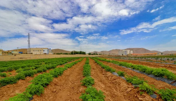 شناسنامه‌دار کردن محصولات کشاورزی برای تولید محصول سالم بررسی شد
