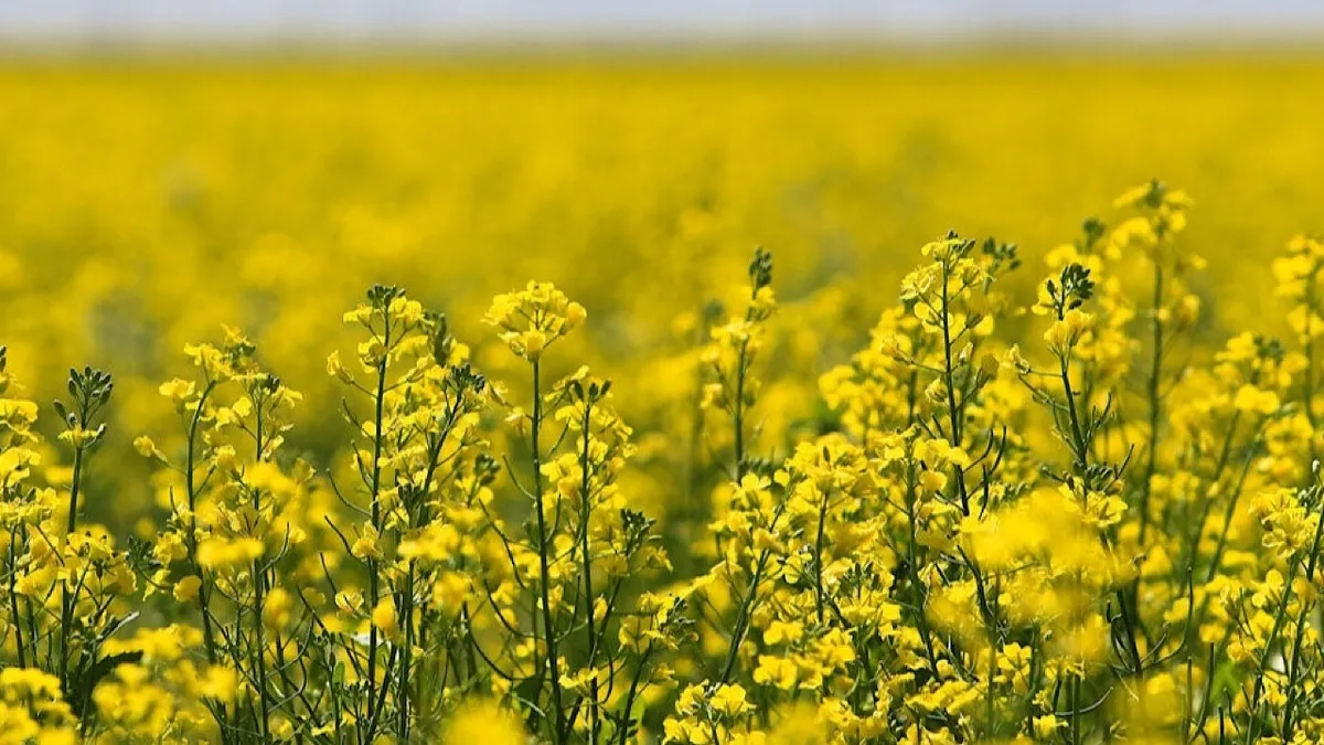 پرداخت ۹۷ درصد مطالبات کلزاکاران/ پیش بینی تولید ۴۰ هزار تن دانه سویا