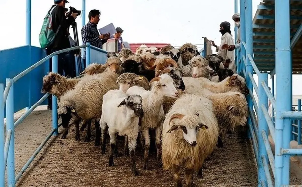 قیمت جدید دام زنده اعلام شد