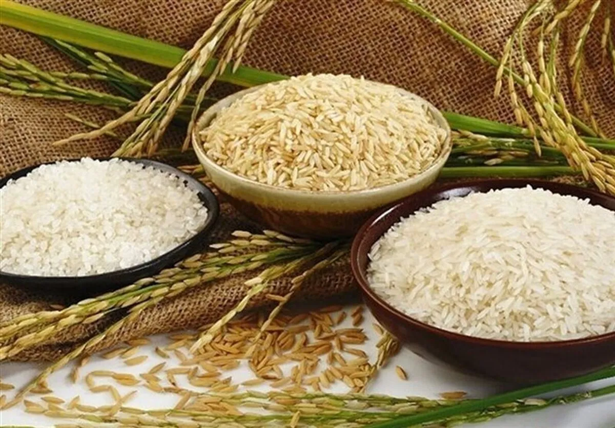 امسال با وجود خشکسالی ۱.۸ میلیون تن برنج تولید می‌شود