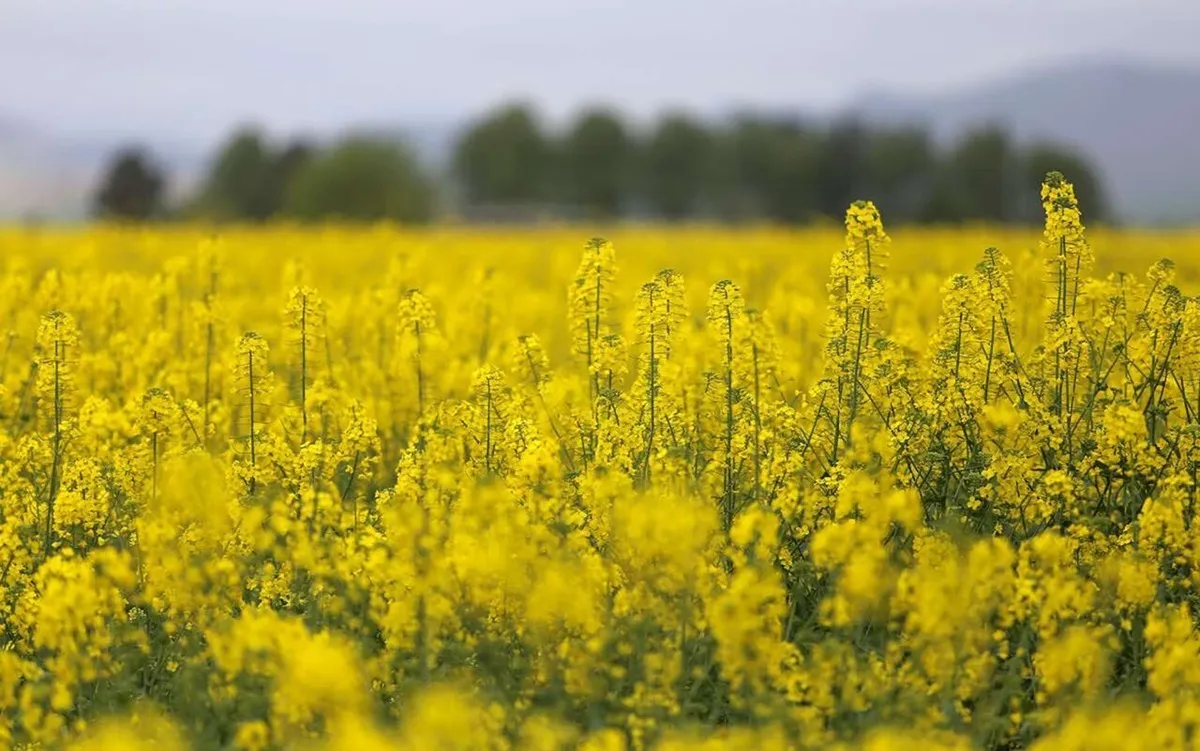 نقش کلیدی سازمان حفظ نباتات در تامین امنیت غذایی کشور
