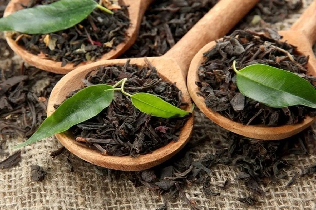 پرداخت ۱۷۷ میلیارد تومان تسهیلات به چایکاران و کارخانجات چای‌