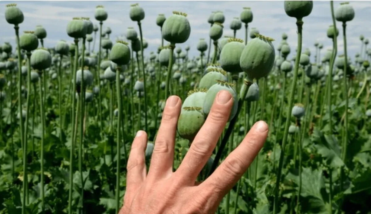 در انتظار سود دلاری خشخاش ایرانی