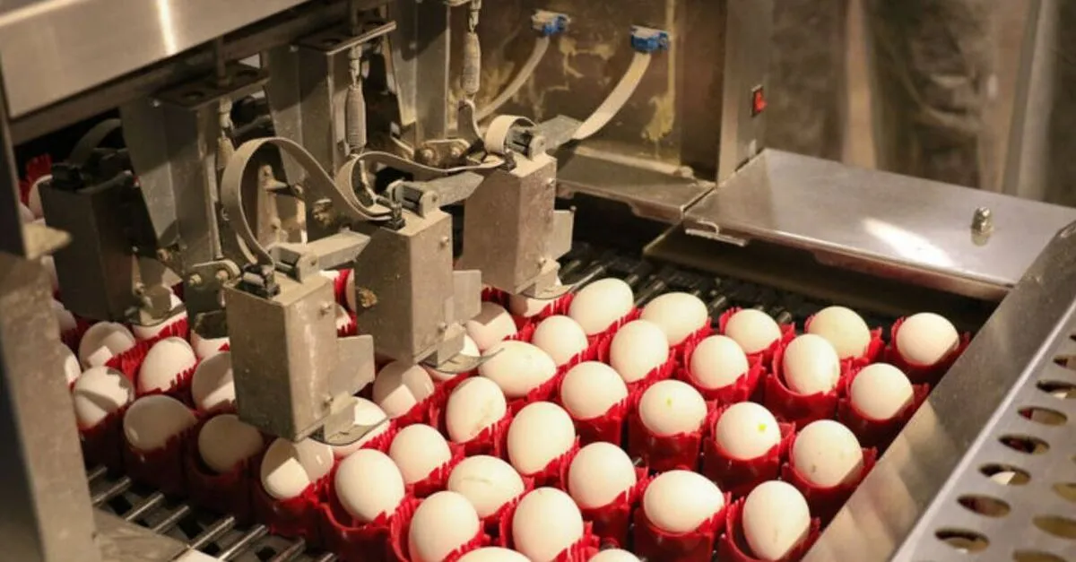 صادرات ۱۵۰ میلیون دلار تخم‌مرغ به ۱۱ کشور؛ امسال ۵ درصد رشد تولید داریم