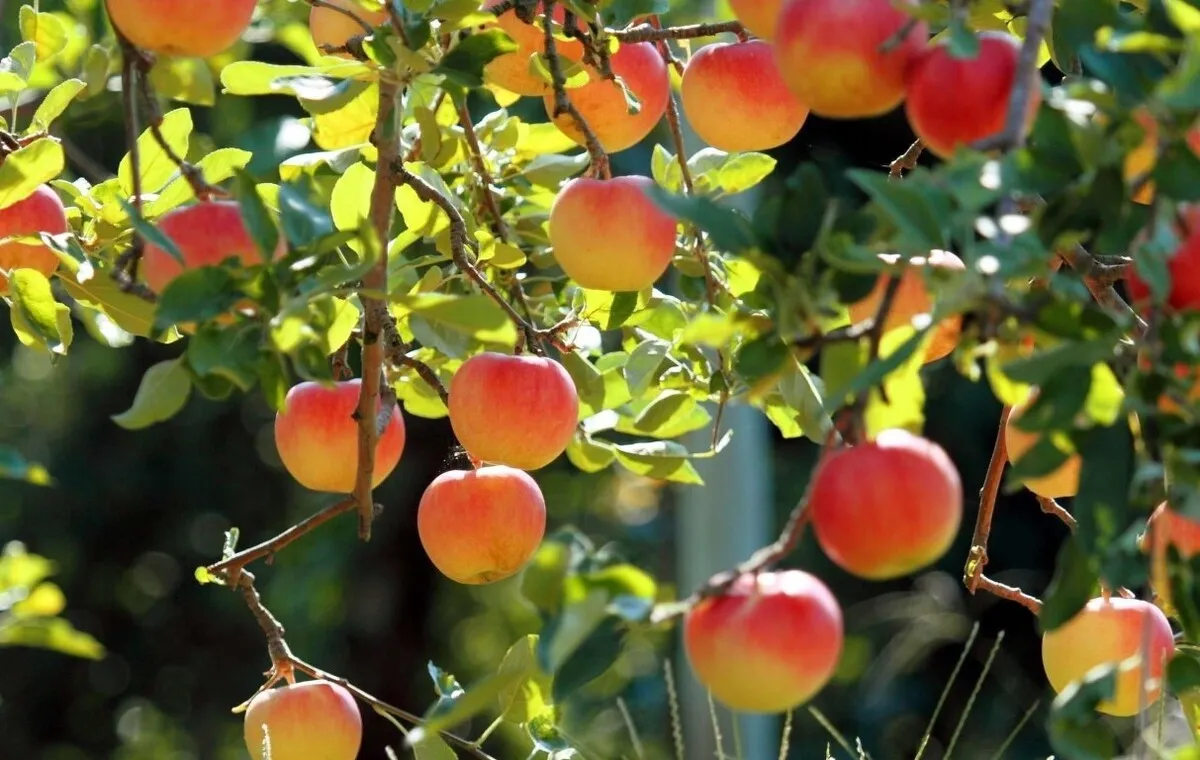 فکری به حال محصولات باغی کشور کنید