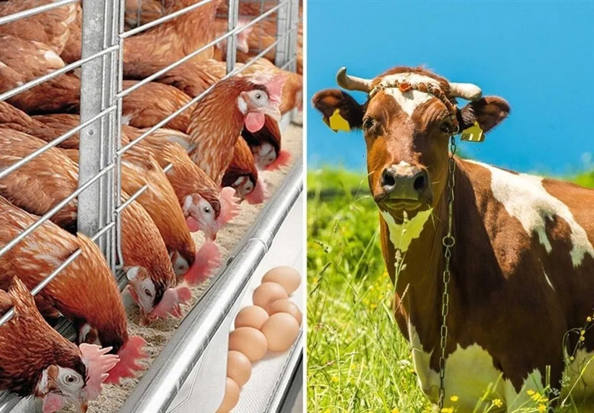 حمل نهاده‌های دامی به واحدهای تولیدی آغاز شد