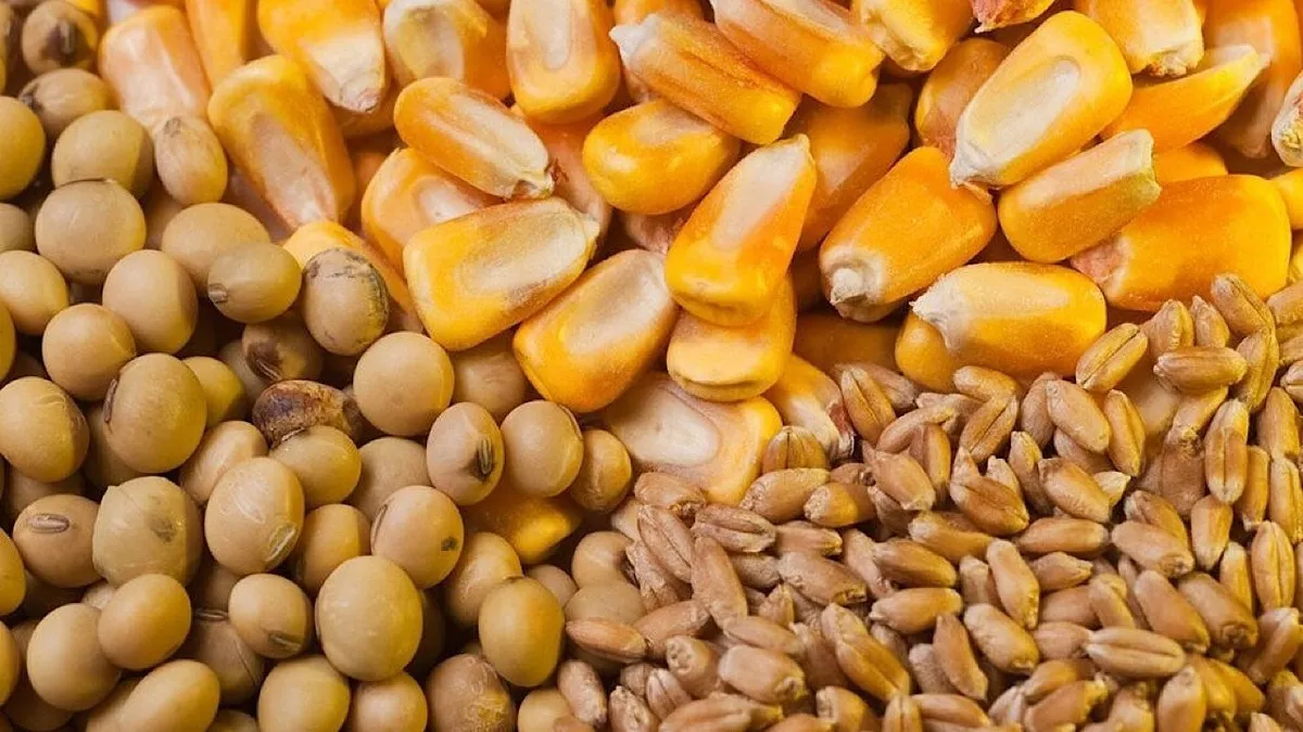 رفع مشکلات تامین نهاده‌های دامی در دستور‌کار وزارت جهاد