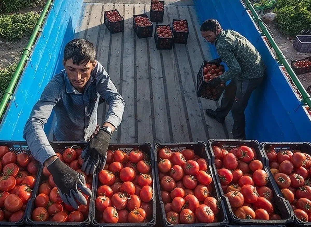 سامانه هوشمند مدیریت الگوی کشت به زودی رونمایی می‌شود