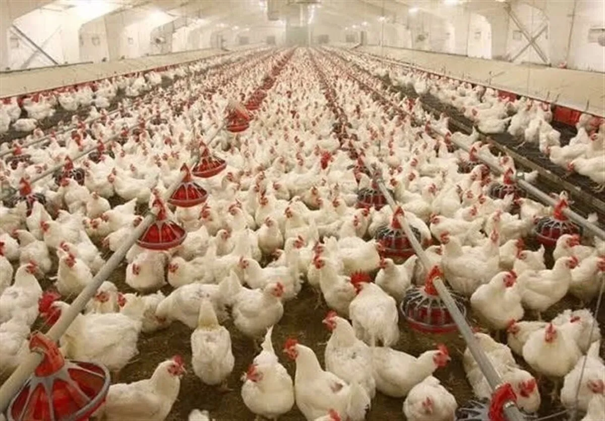 جوجه‌ریزی رکورد زد