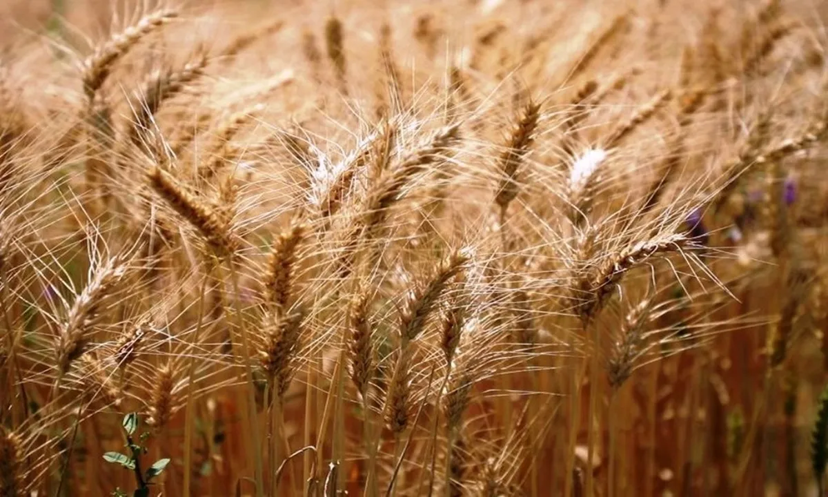 واریز مطالبات گندمکاران از مرز ۱۶۰ همت گذشت