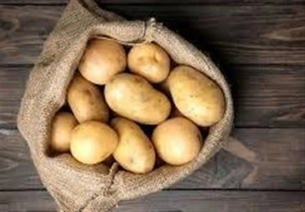 واردات سیب زمینی تا اردیبهشت ادامه دارد