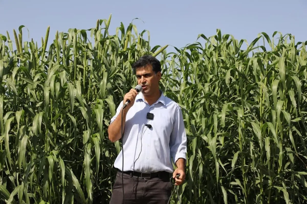 «ارزن اصلاح شده»؛ منبع غنی، اقتصادی و کم‌آب‌بر برای علوفه