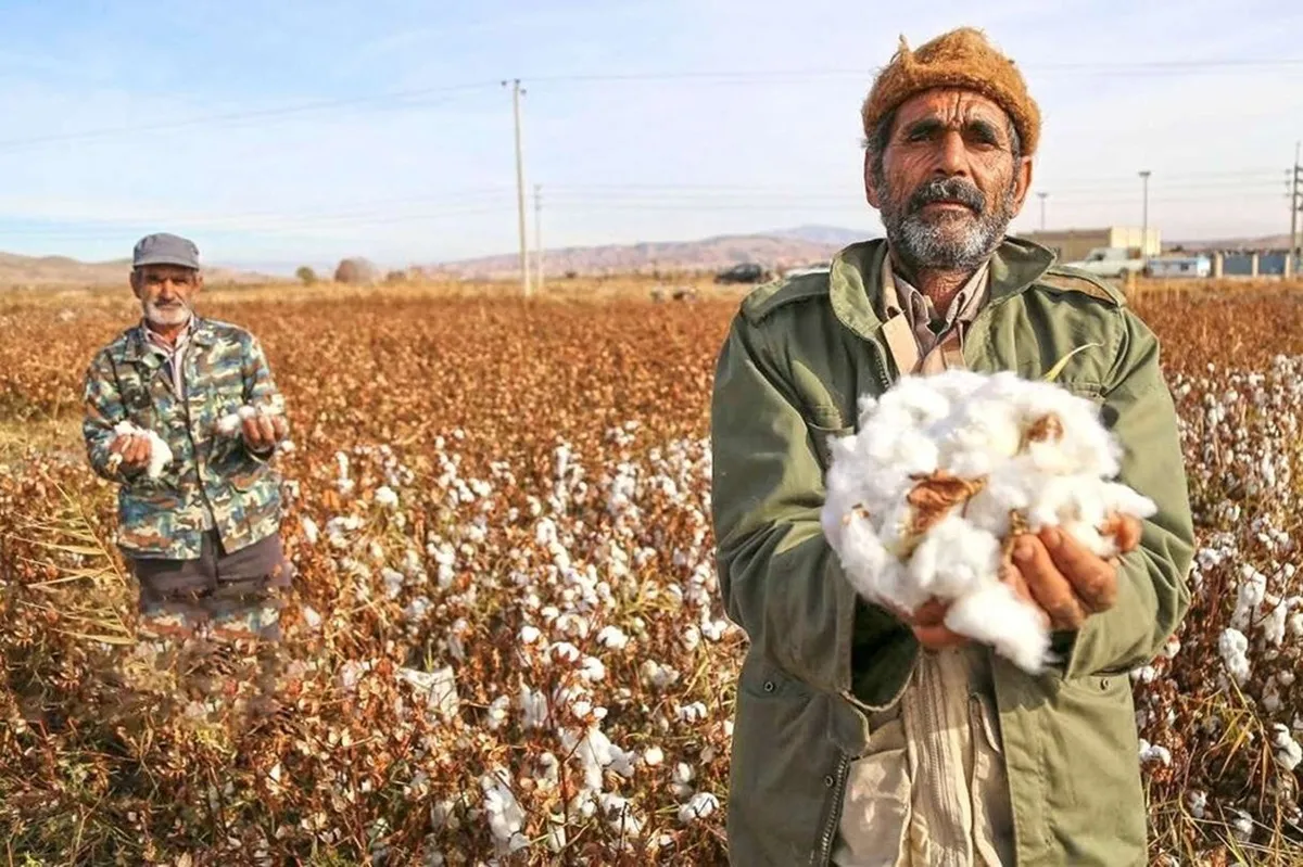 تاثیر منفی قاچاق پوشاک بر تولید پنبه