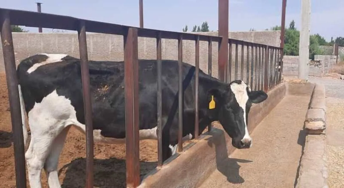 بانک مرکزی در مسئله نهاده کارشناسانه عمل نکرد