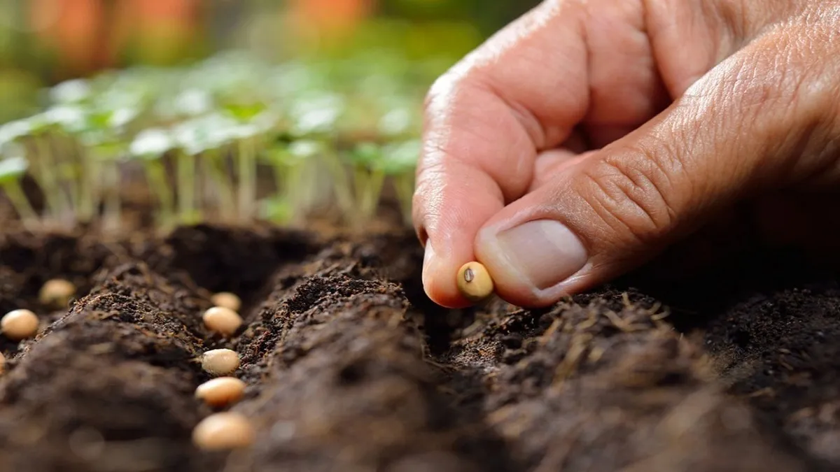 ارزش بذر مصرفی کشور بالای یک میلیارد دلار است