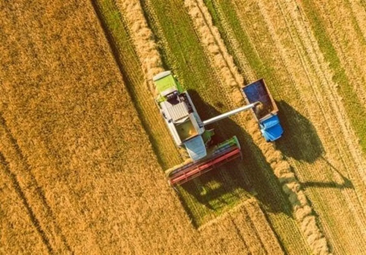 نیم میلیون تن گندم خوراک دام و طیور شد