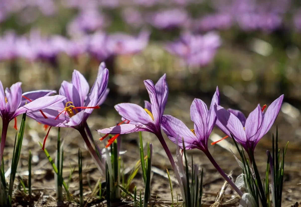 مدیریت بخش کشاورزی با خرید تضمینی پیاز و عرضه زعفران در بورس