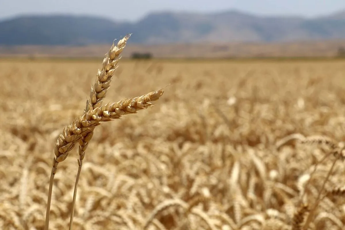 گندم نان مورد نیاز کشور تا سال آینده تامین است