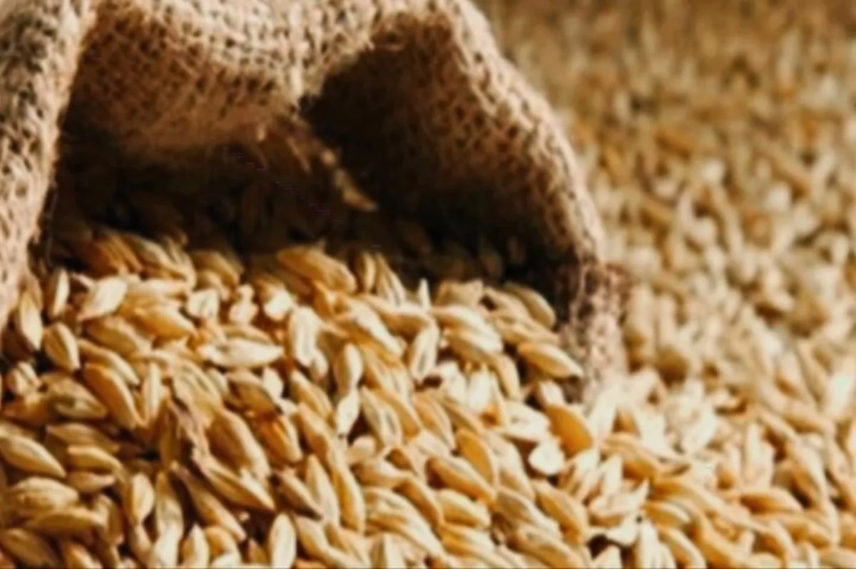 «بذر جو» دولتی گران شد