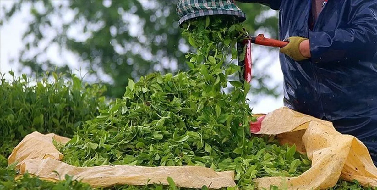 صادرات چای و قهوه ایران ۱۳درصد رشد کرد