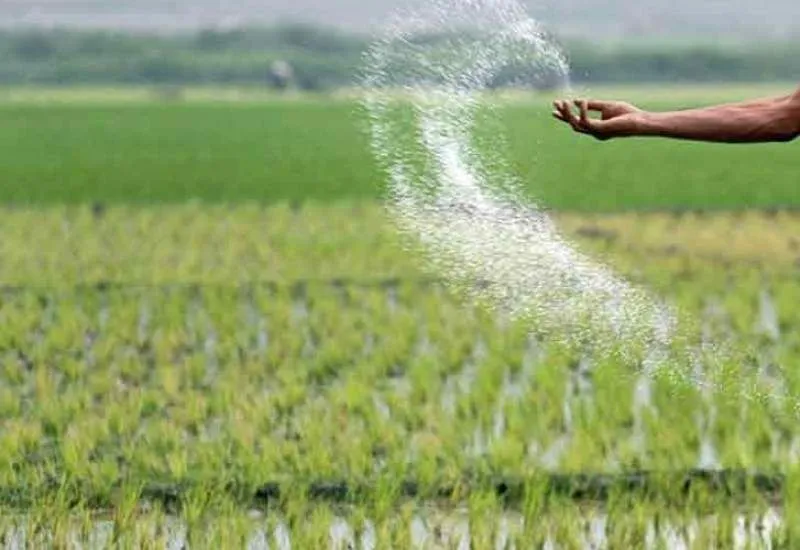 توزیع کودهای ازوته ۲۱ درصد افزایش یافت