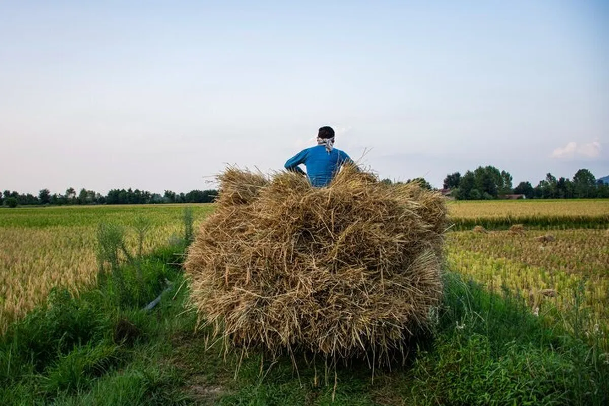 افزایش قیمت برنج ایرانی به دلیل تغییر ذائقه و تقاضای بالا