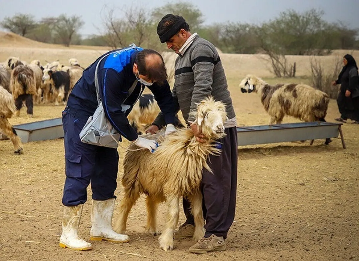 شناسایی و ثبت ۲۷ نژاد گوسفند بومی در کشور