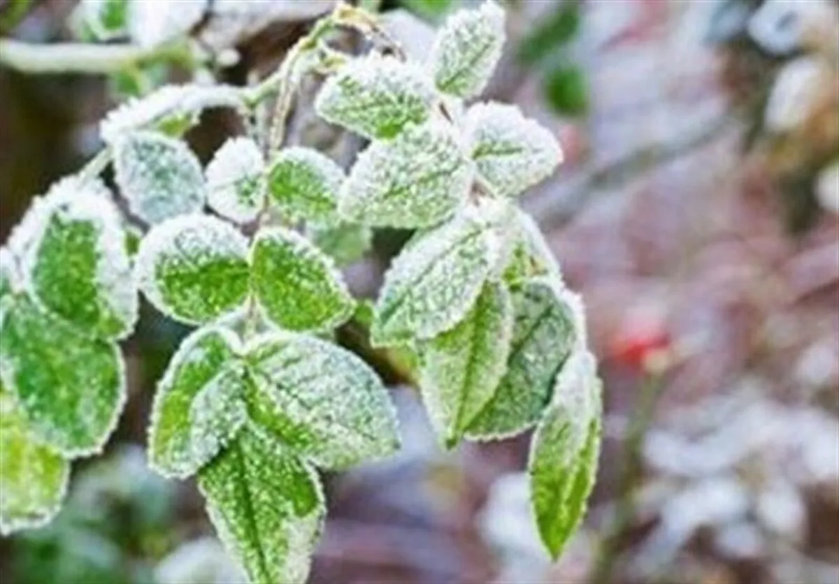 هشدار هواشناسی/ کاهش ۱۰ درجه‌ای دما در تهران از شنبه