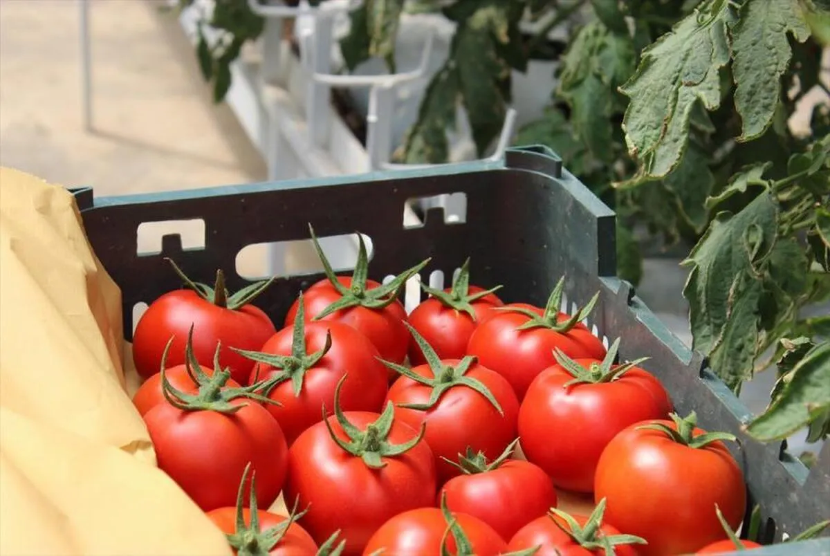قیمت گوجه فرنگی کاهش یافت+ جدول قیمت سبزیجات