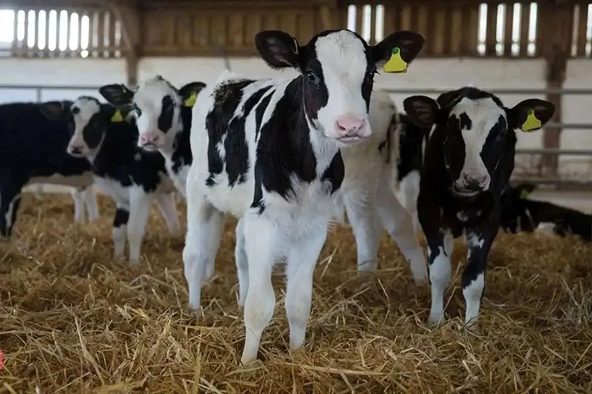 قیمت دام زنده امروز ۳۰ مرداد ۱۴۰۴ + جدول