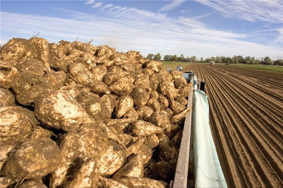پرداخت بیش از ۹۰ درصد مطالبات چغندر کاران