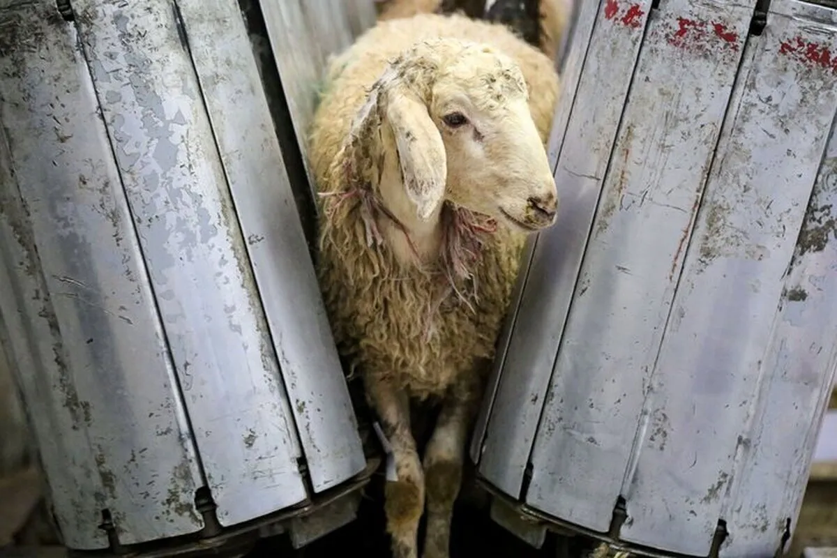 قیمت رسمی دام زنده در روز عید قربان