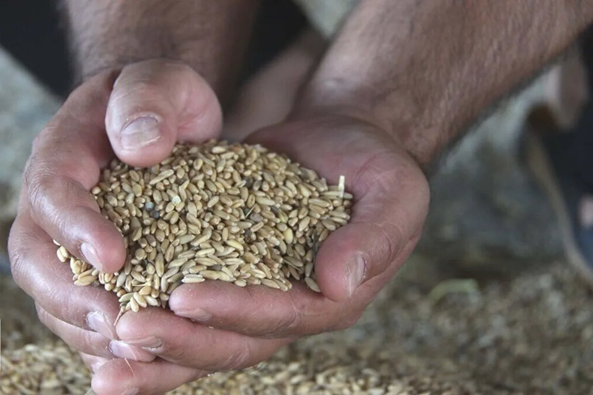 چهار رقم جدید گندم و سورگوم معرفی شد