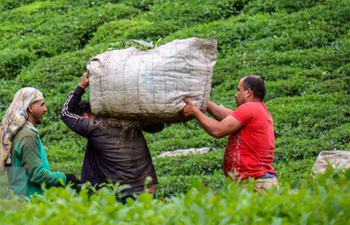 اعلام نرخ خرید تضمینی برگ سبز چای