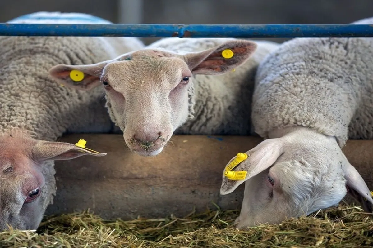 ایران در رتبه چهارم تولید دام سبک؛ چرا قیمت‌ها تعدیل نمی‌شود؟