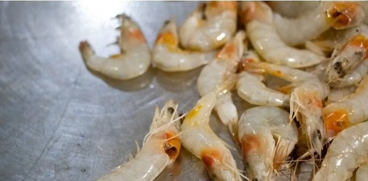 تولید میگو در کشور افزایش یافت